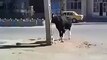 OMG ! Cow Hit failed - Try Not To Laugh Challenge - Cow Funny Videos