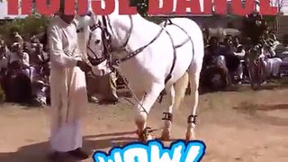 HORSE DANCE