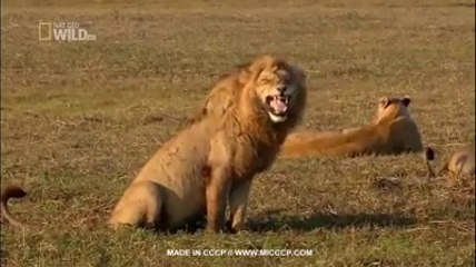 Lion laughing
