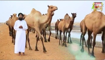 Madina Ka Safar Full Video Naat [2015] Muhammad Shakeel Attari - Naat Online