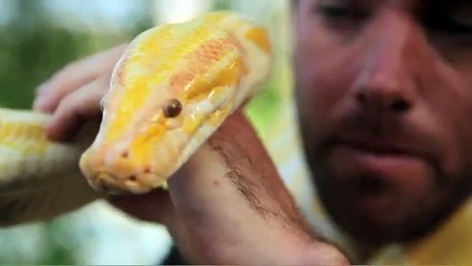 Wild Animal Fight - Grey Headed Flying Fox