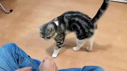 Дрессированный кот