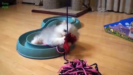 funny cat attacks funny dog pics