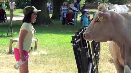 funny cat cartoons funny dog barking