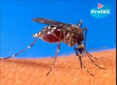 Astuce pour piéger les moustiques