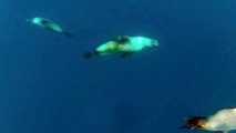 Sea Lion Attacks Diver | Crazy Near Miss