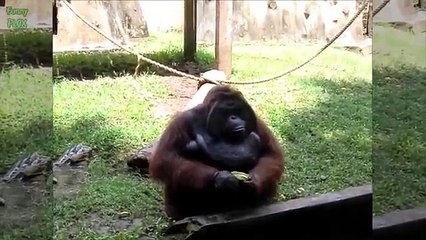 funny cat desktop wallpaper funny dog clothes