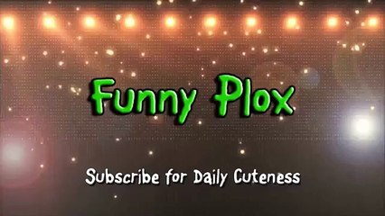 funny cat dog funny dog collars
