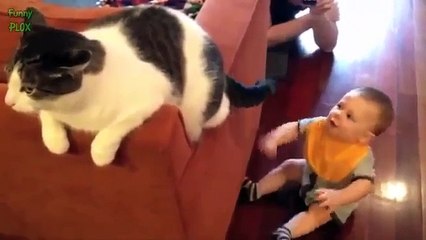 funny cat fails funny dogs and cats