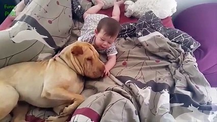 funny cat photos funny dog gifs