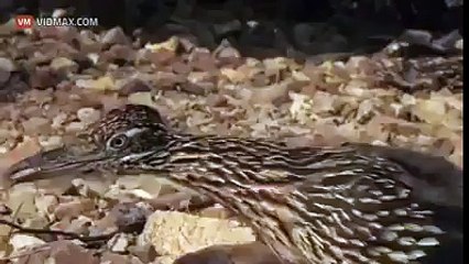 Road runner Kuşu Ve Çıngıraklı yılan