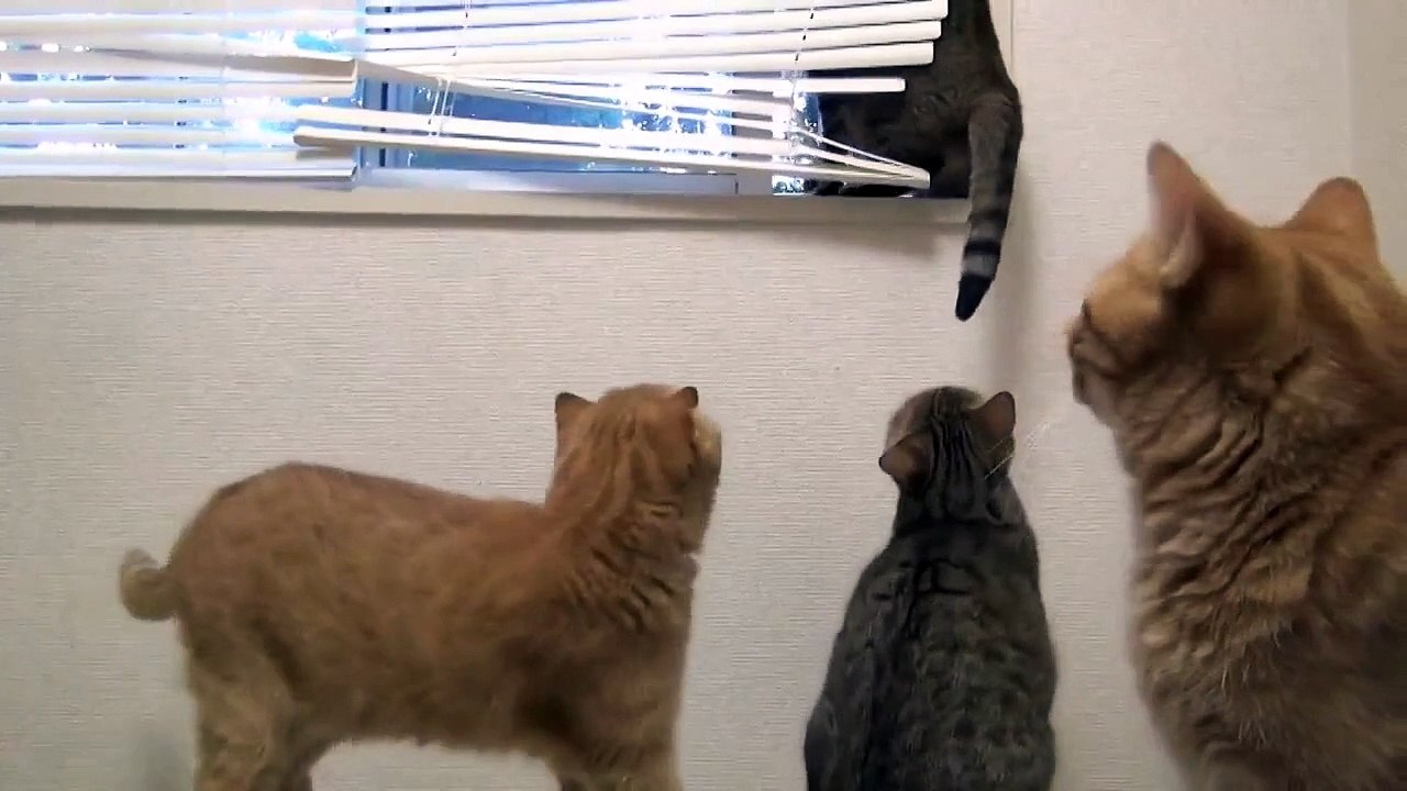 Что там за окном?