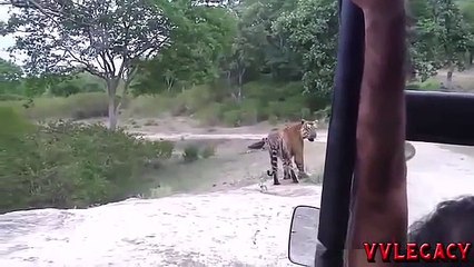 Tiger vs Buffalo - Real Amazing & Deadliest Fight to Death á´´á´°