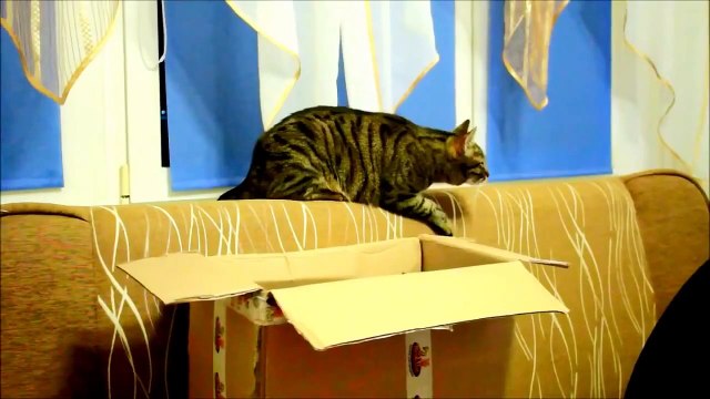 Мама Кошка Учит Своего Котенка Жизни!