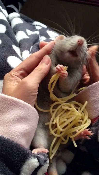 Un rat trop chou mange des spaghettis