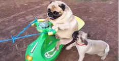 Poor Pug Puppy Wants To Hop Back On The Motorcycle But The Big Brother Just Doesn't Give A Damn