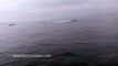 Humpback Whale Breaches on Top of Kayaker