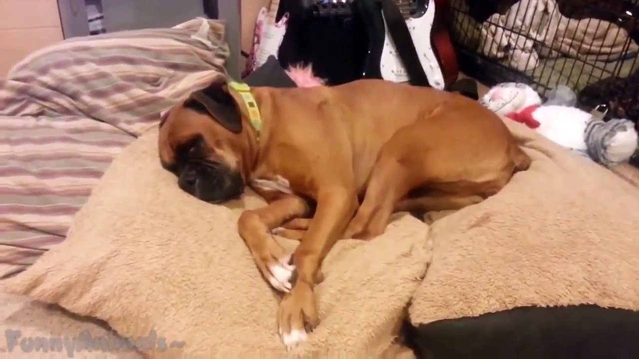 Cute Sleeping Dogs Compilation