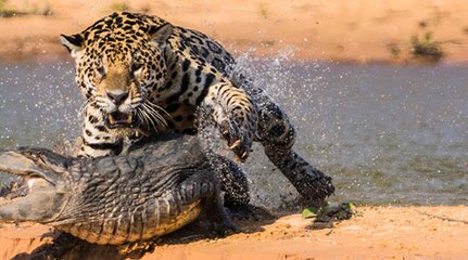 Deadly Battle - Jaguar VS Crocodile