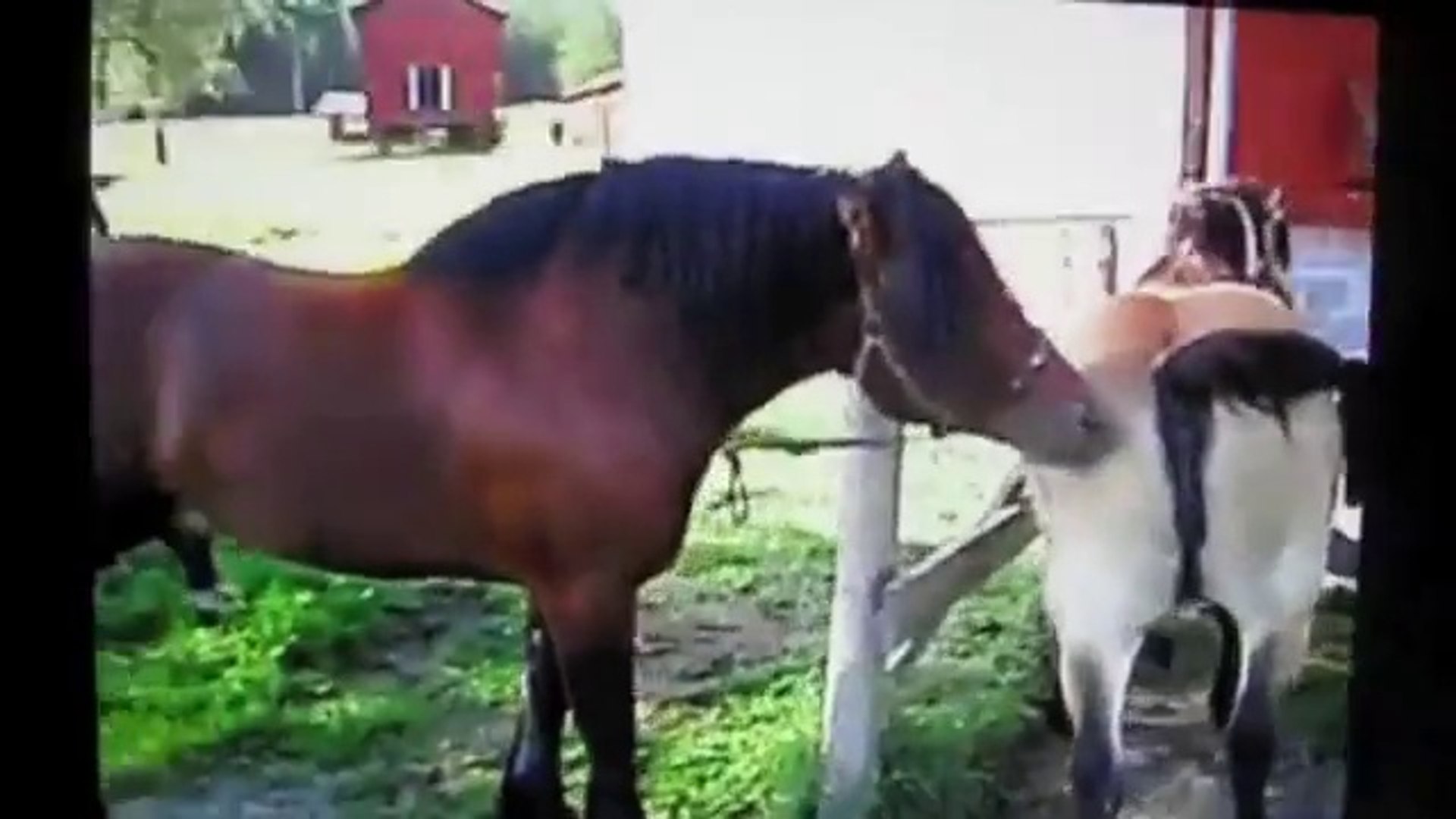 Make love with animal