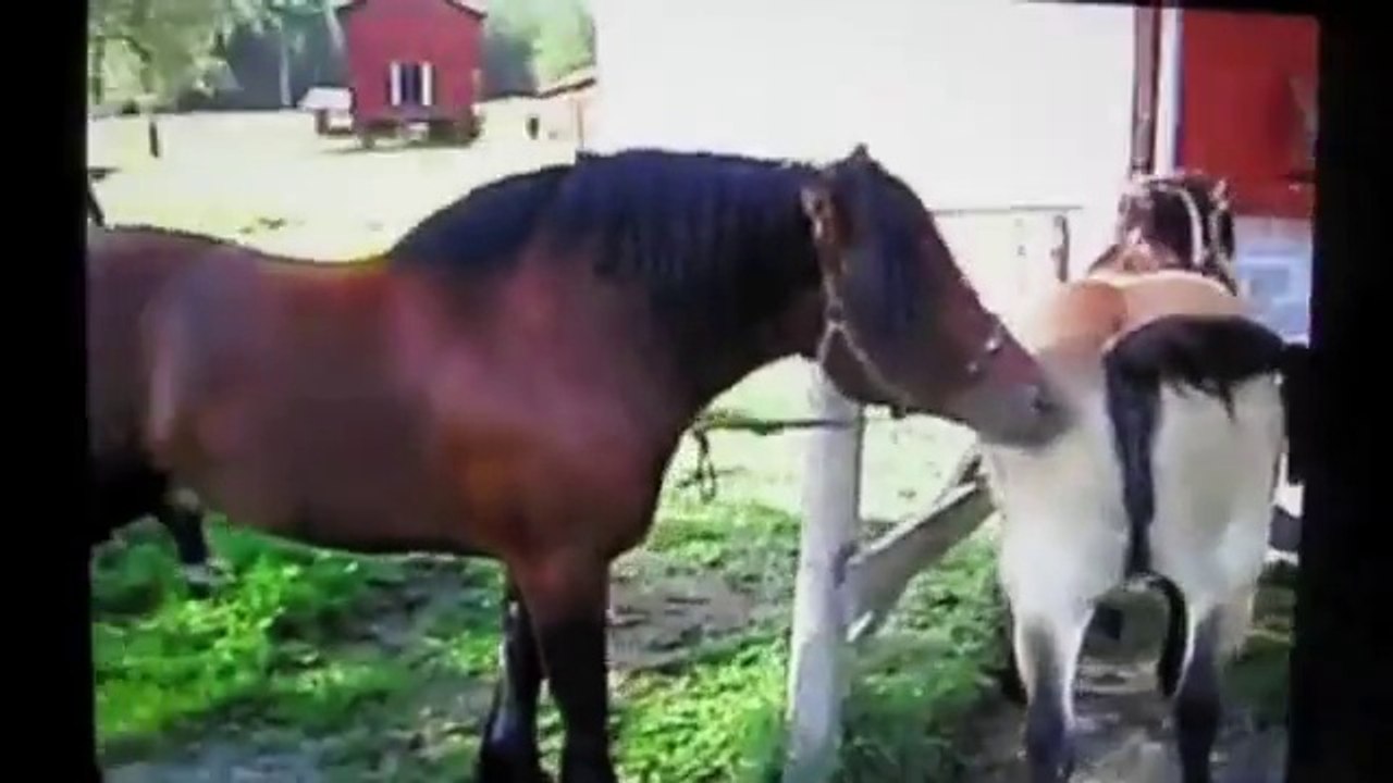 Oost Timor Slaapkamer Vulkanisch Horses Making Love - video Dailymotion