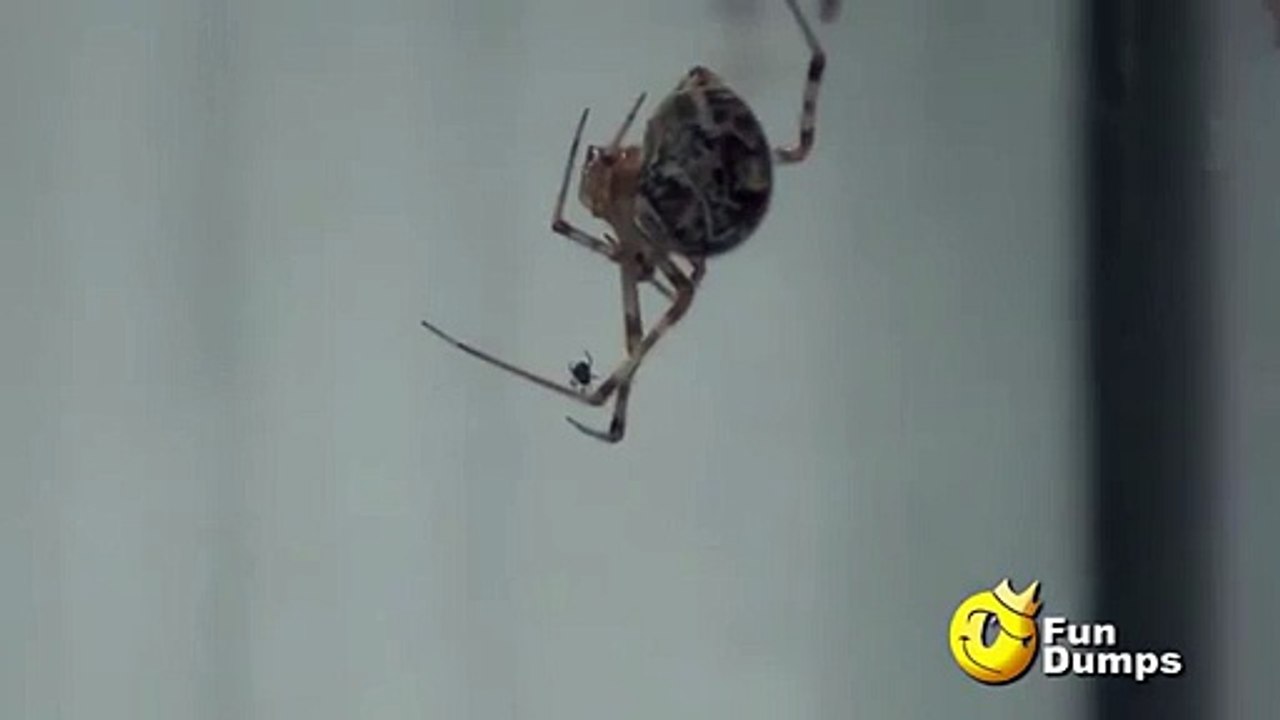 Heres the Proof Even spiders hate spiders!