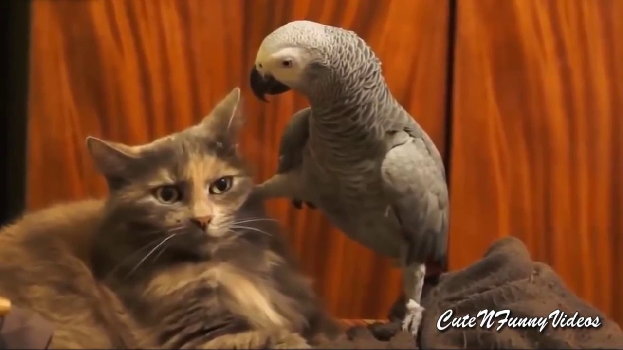Funny Mixed Talking Gray Parrot - Cockatoo - Maccow - video Dailymotion