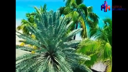 _Ayiti cherie (AUTO-RECORD) (2015-10-17 16:06:30 - 2015-10-17 23:43:48)