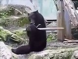 Kung Fu Bear