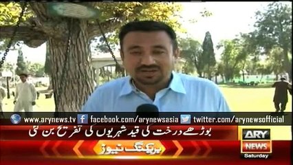 Tree chained for decades a pleasure for Peshawar citizens