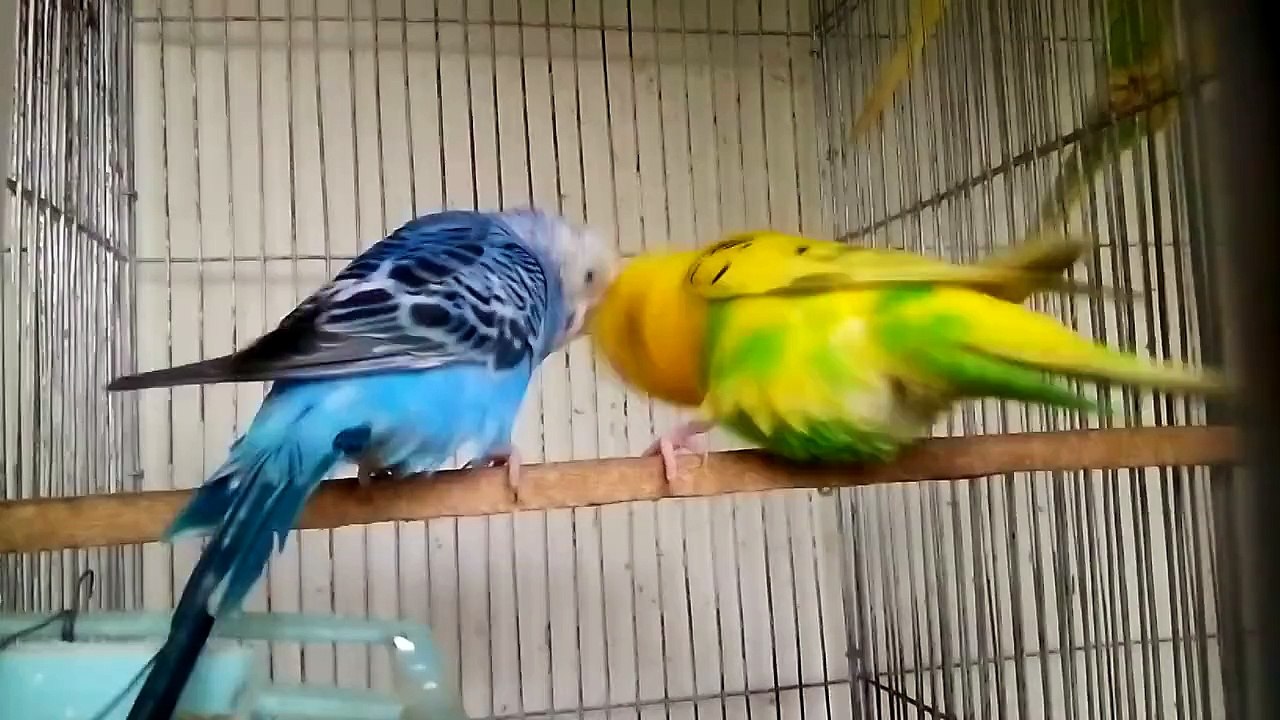☆☆BUDGERIGAR help center of BANGLADESH★★