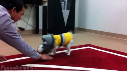 Smart Dogs - Funny Dogs Videos
