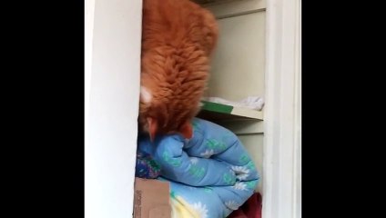 Cat fails to climb shelf and falls