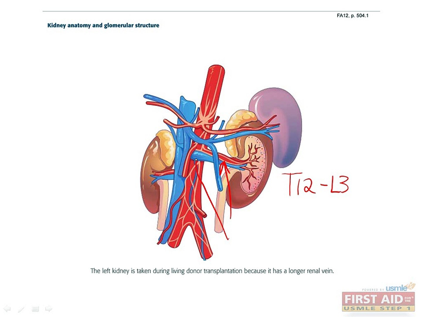 ⁣Renal Anatomy
