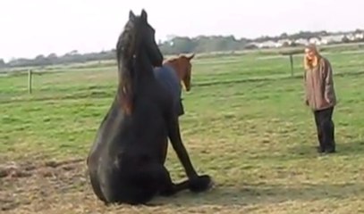 Les Chevaux En Pleine Action