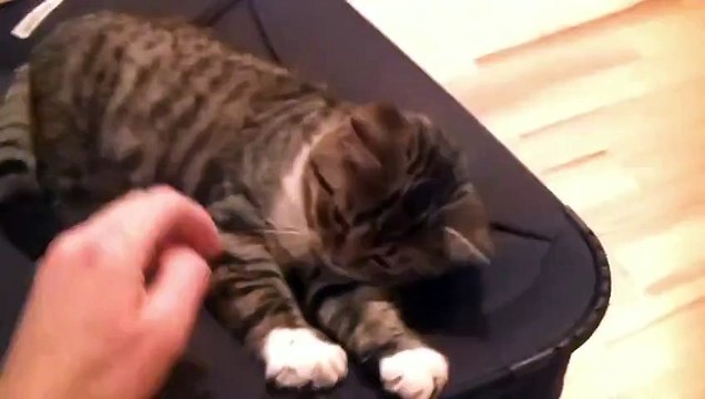 Смешной, говорящий котёнок позитив на весь день!