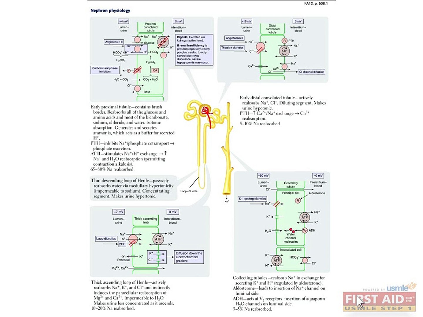 ⁣Renal Physiology Part 2