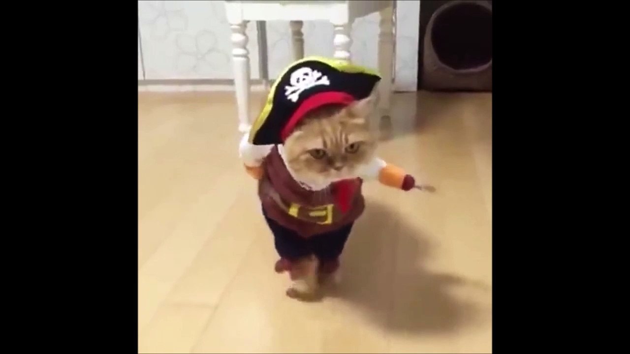 Le Chat Pirate Le Plus Mignon De La Journee Video Dailymotion