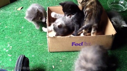 Funny Cats Videos - Funny Kittens Compilation