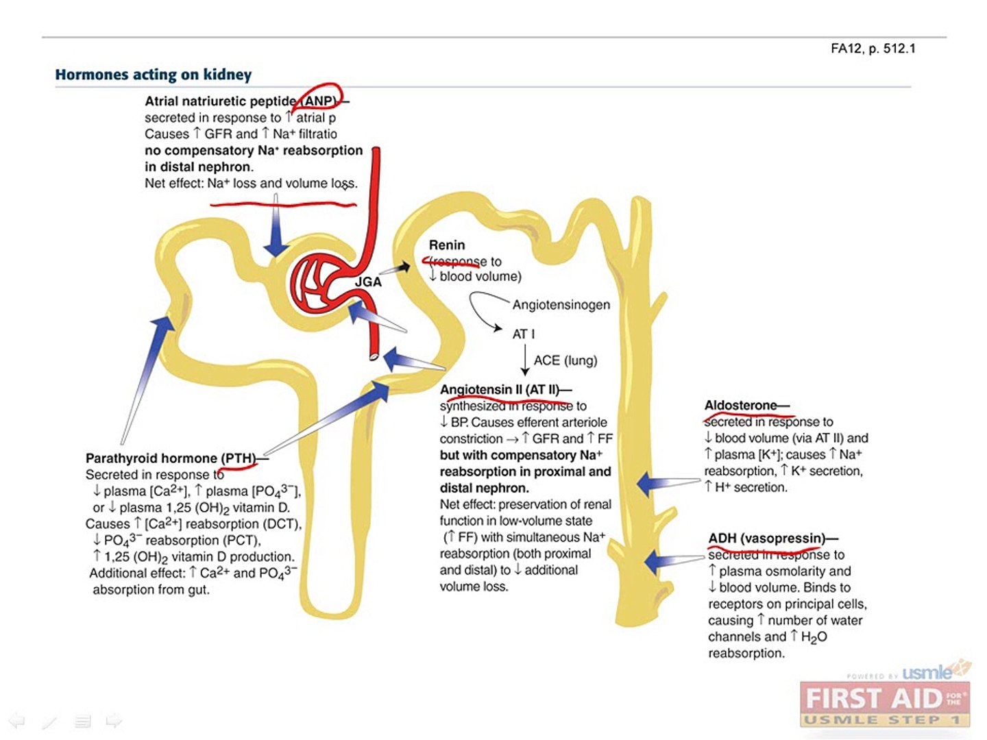 ⁣Renal Physiology Part 3