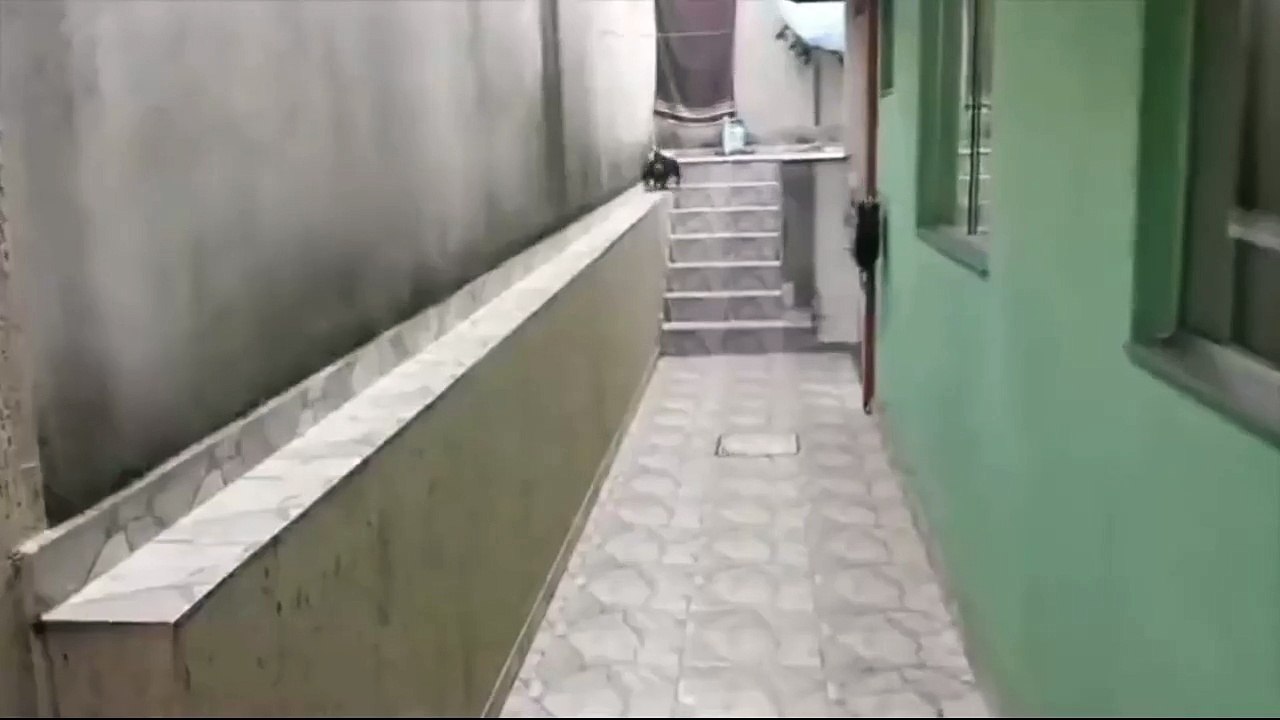 Dachshund