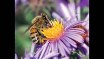 Caffeinated Bees: Whats the Buzz About?