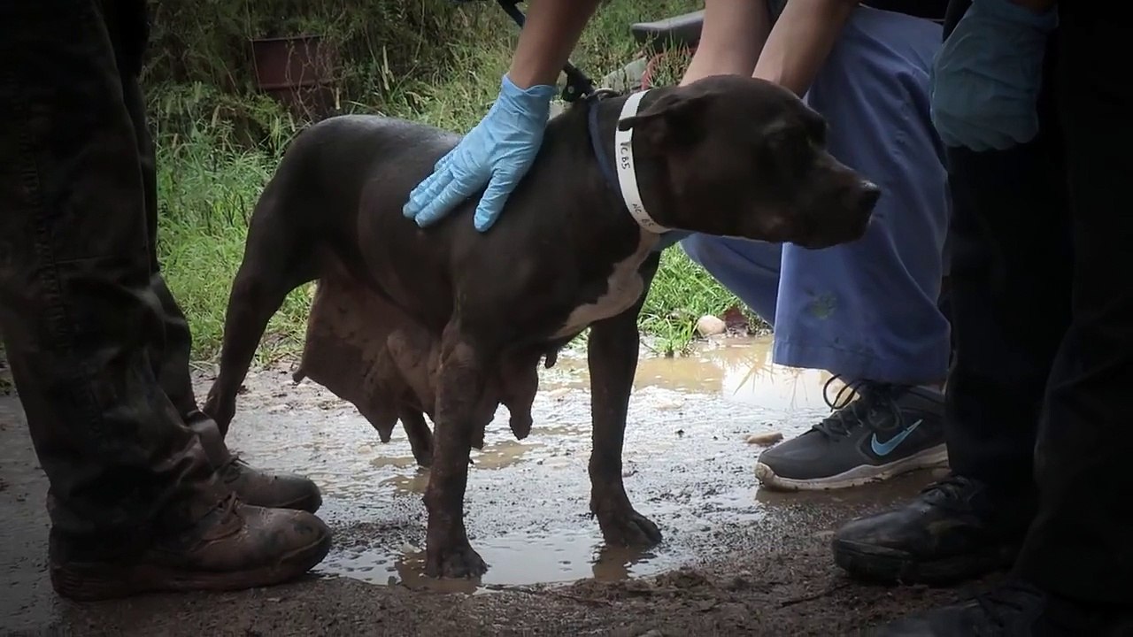 ASPCA Rescues 23 Dogs from Dog Fighting Operation in North Carolina