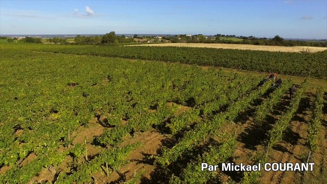 Vendange à la main en Anjou vu par drone, Rochefort sur Loire, France