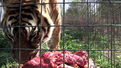 Apa Yang Terjadi Ketika Harimau Lapar