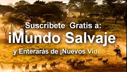 Bukalemun Korkudan Renk Bile Değiştiremedi