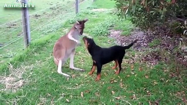 Unbelievable Unlikely Animal Friendships Compilation [HD VIDEO]