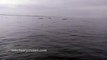 Humpback Whale Breaches on Top of Kayaker