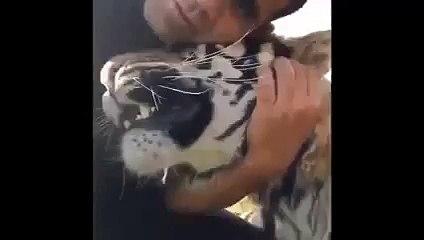 Beautiful Tiger With His Owner