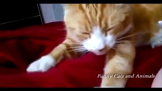 Funny Cats Compilation | Cats Funny Moments 2014